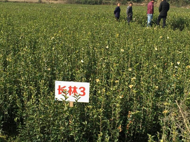 长林油茶苗10~29cm