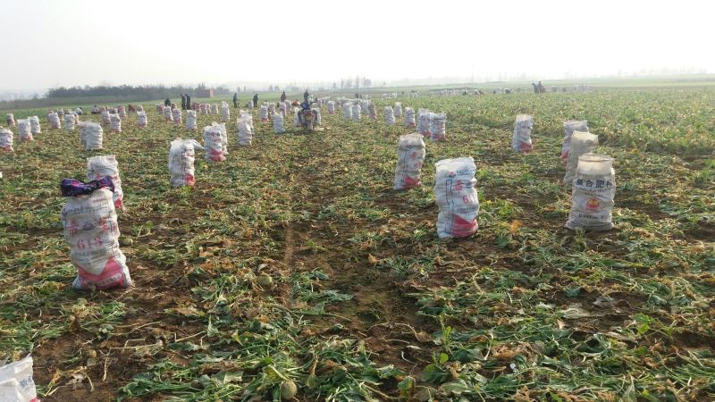 大头菜芥菜头孔明菜芥菜3两半以上每年9月左右上市