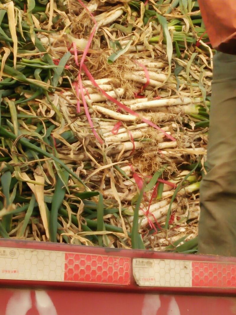 铁杆大葱安丘大棚葱质量好便宜