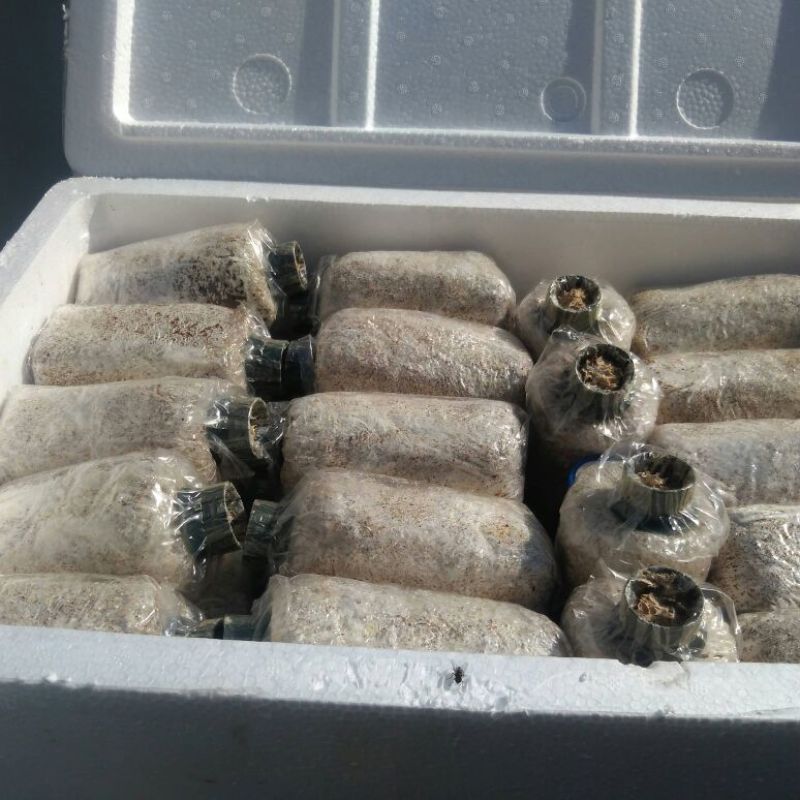 蘑菇种子，食用菌菌种，羊肚菌菌种栽培种