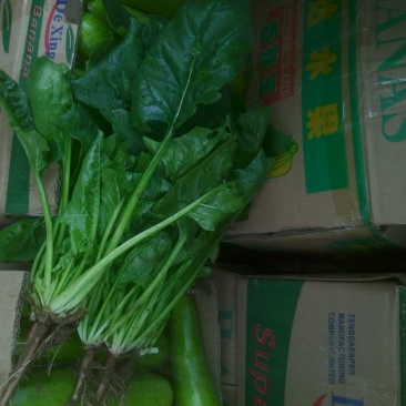 大叶菠菜20~25厘米