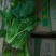 大叶菠菜20~25厘米