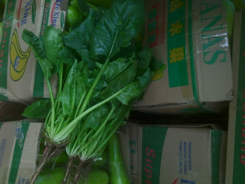 大叶菠菜20~25厘米