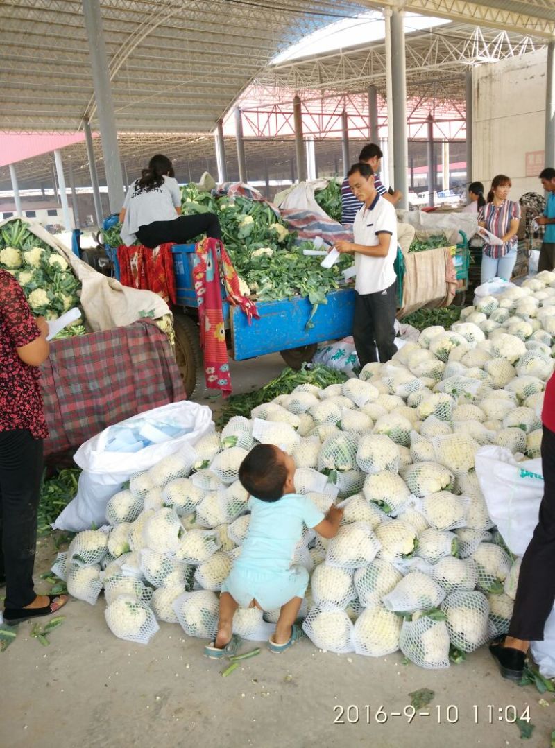 精品菜花2斤适中乳白一年四季，大量供应
