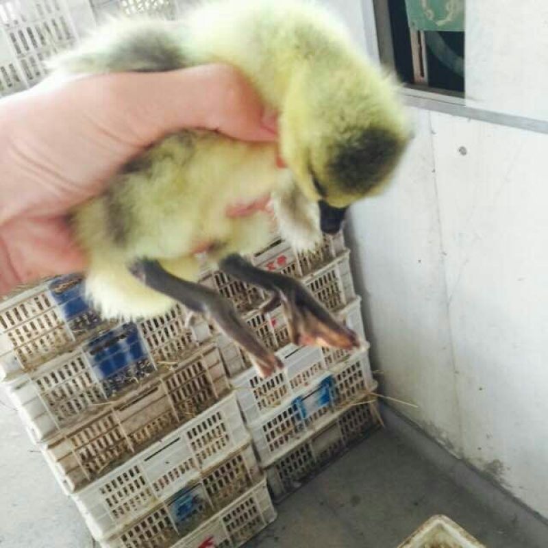 狮头鹅苗250g以下
