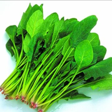 大叶菠菜15~20厘米