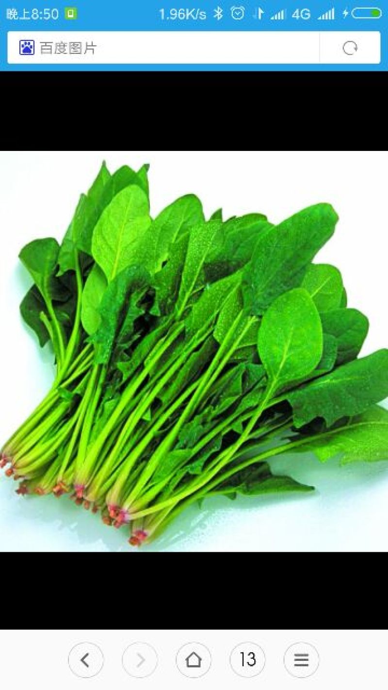 大叶菠菜15~20厘米