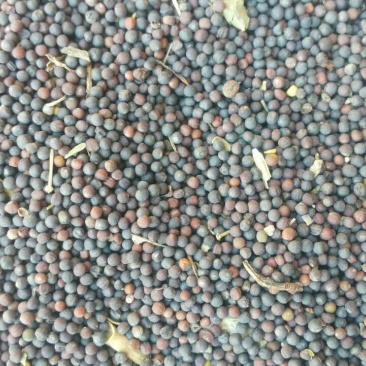 油菜籽1