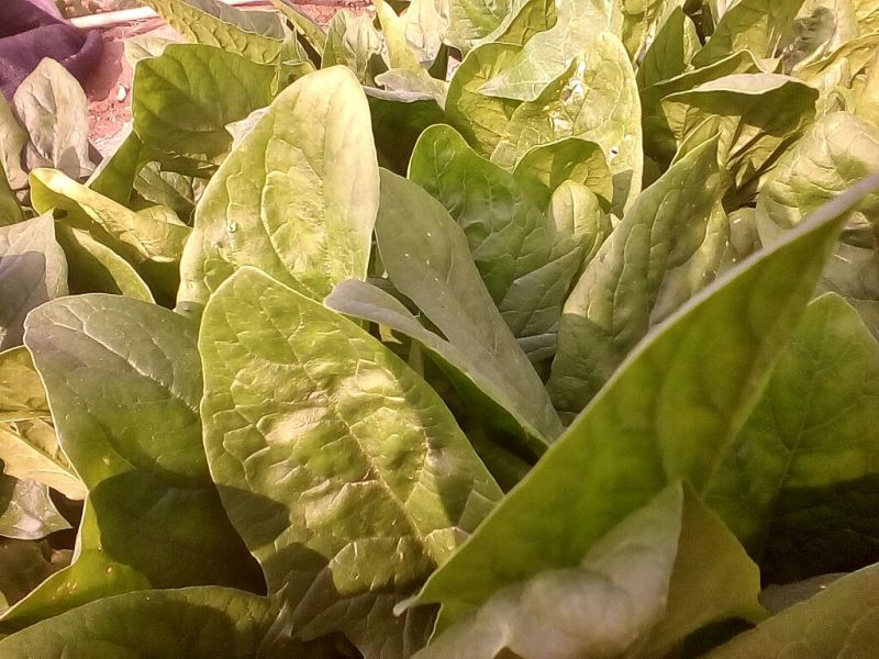 大叶菠菜20~25厘米