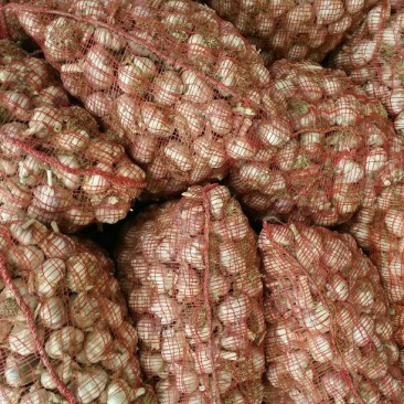 金乡大蒜5~5.5cm干蒜