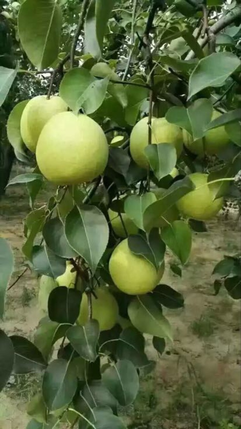 酥梨