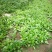 大叶菠菜10~15厘米