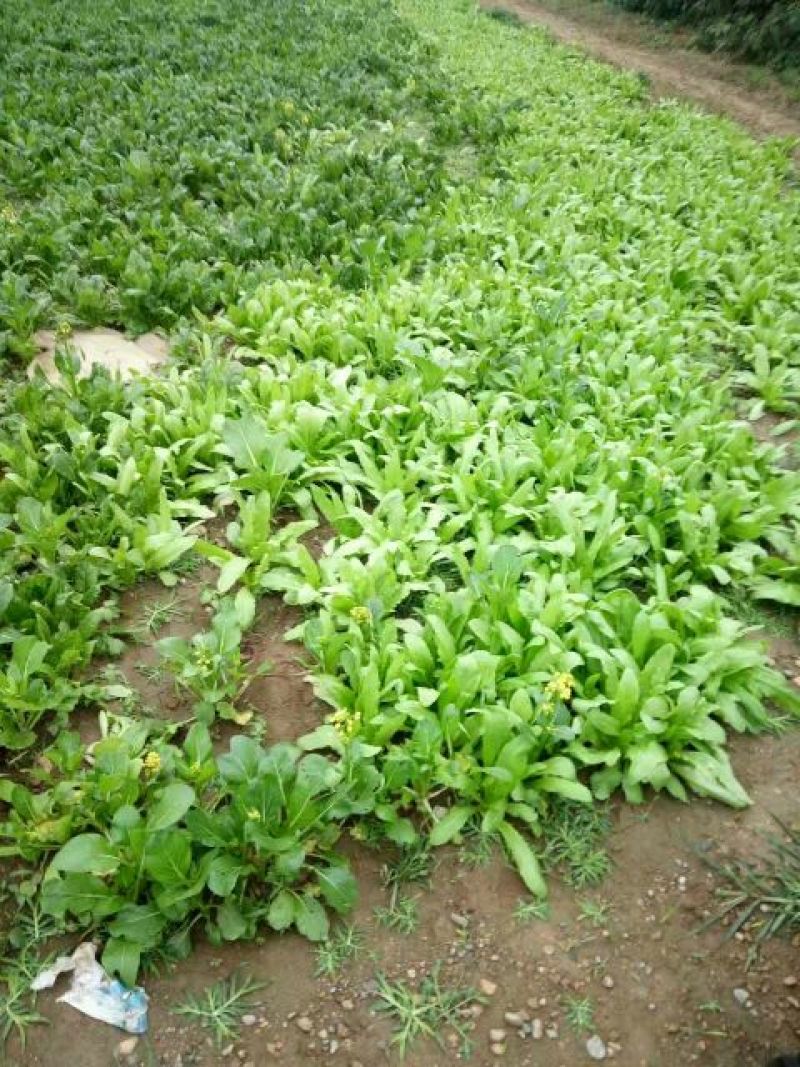 大叶菠菜10~15厘米