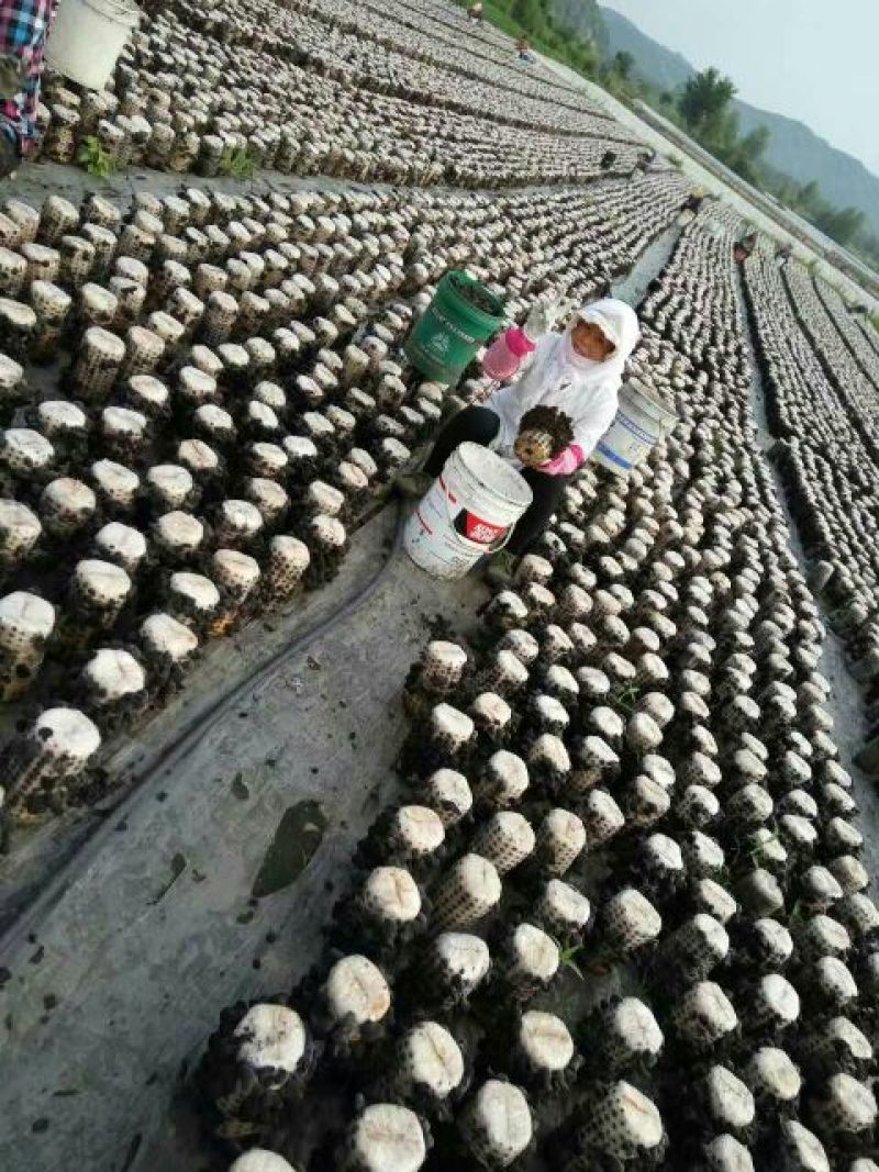 秋耳二级
