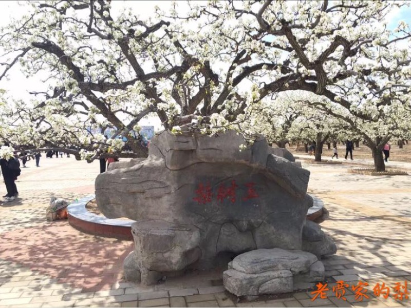 京白梨
