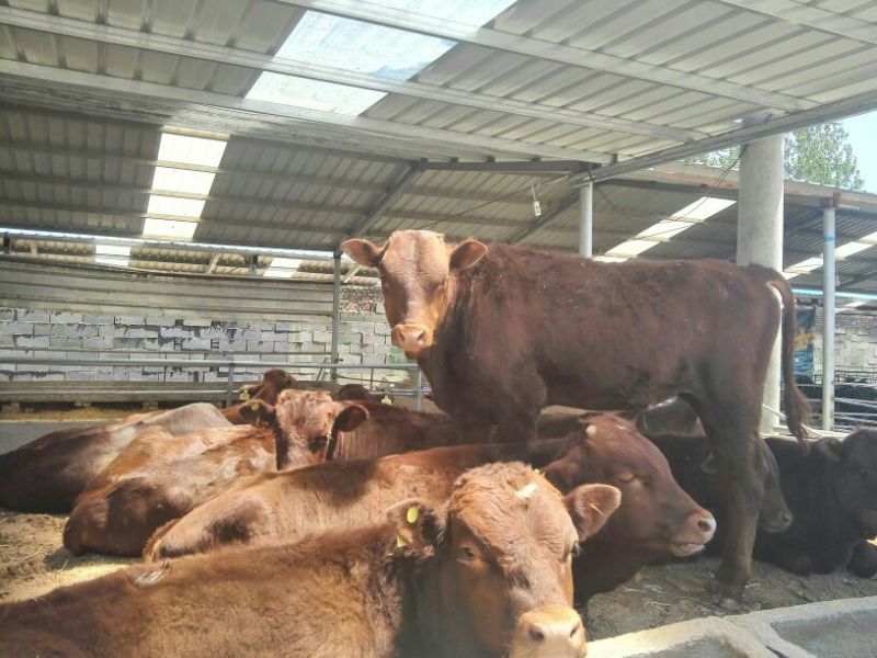 肉牛200斤以下