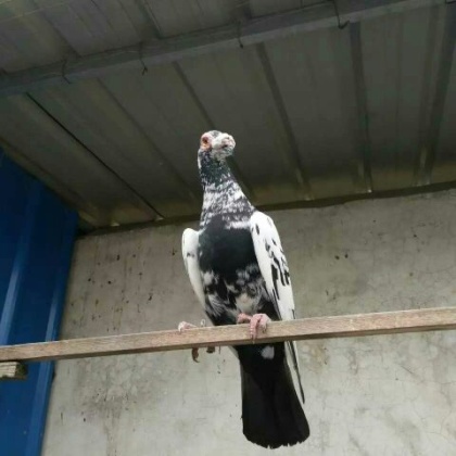 大鼻鸽山东济宁_批发_供应-一亩田农业网_专业