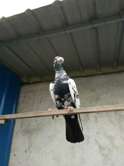 大鼻鸽山东济宁_批发_供应-一亩田农业网_专业