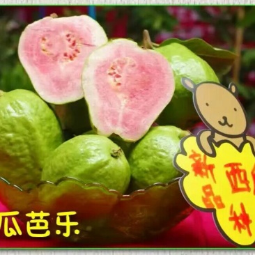 西瓜番石榴苗30~50cm