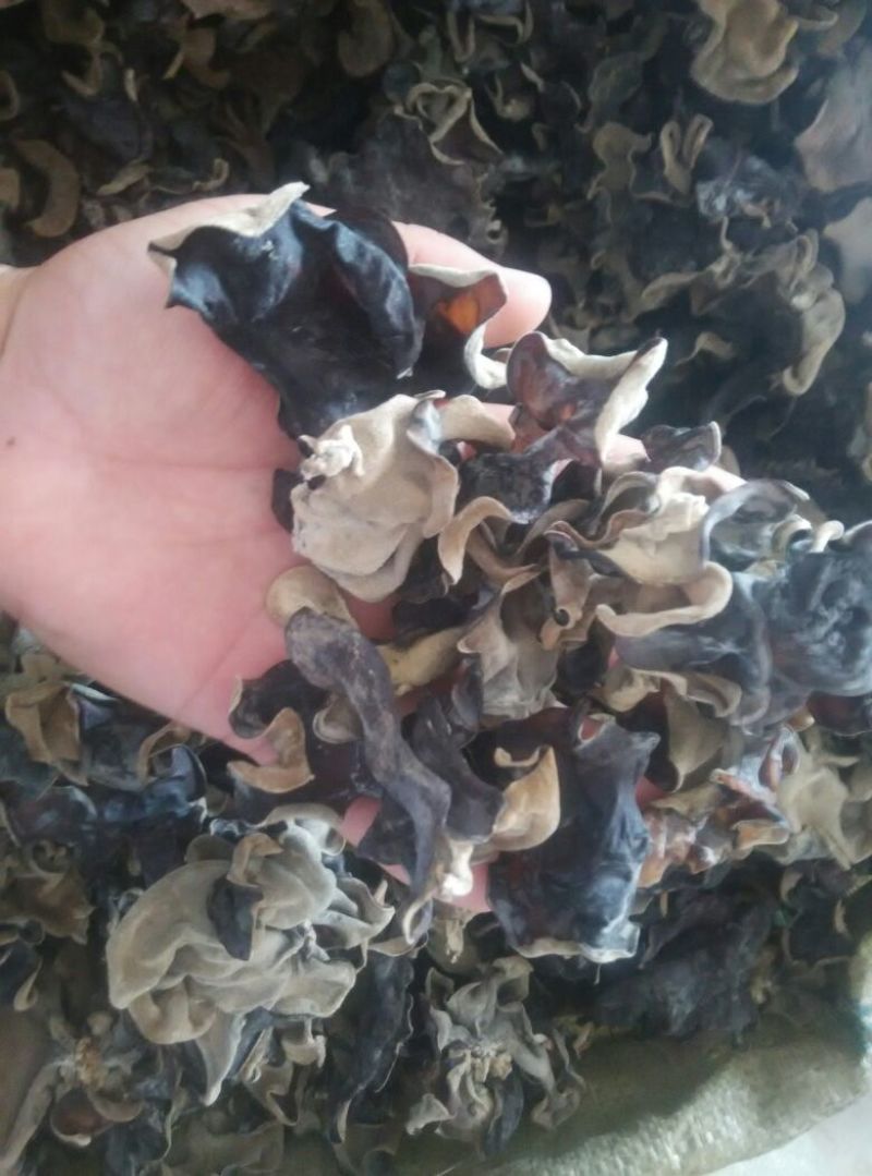 干木耳一级