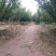 李子树2m以上6~8cm