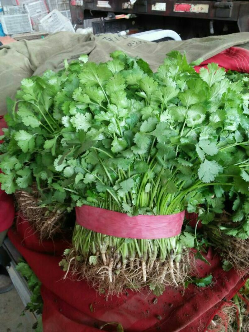 香菜15~20厘米以上