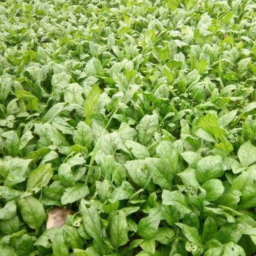 菠菜15~20厘米