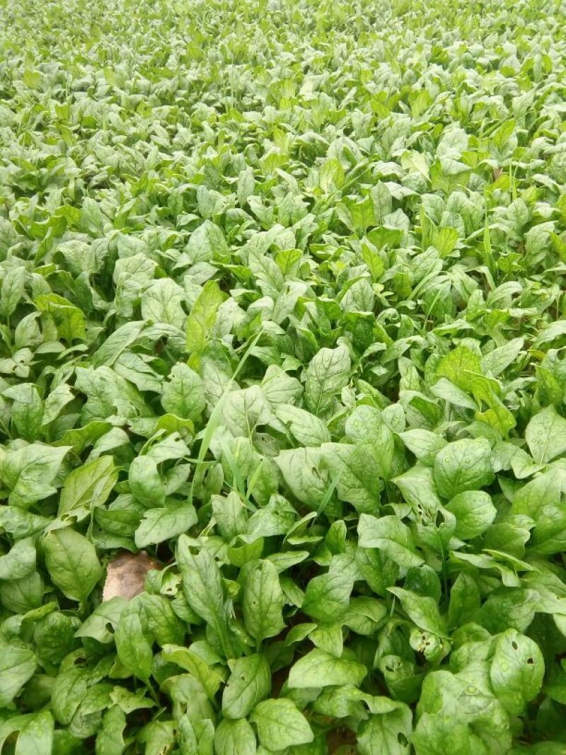 菠菜15~20厘米