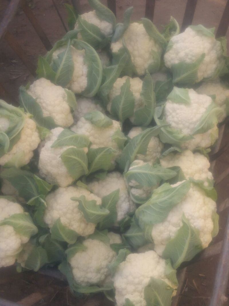 白花菜包装
