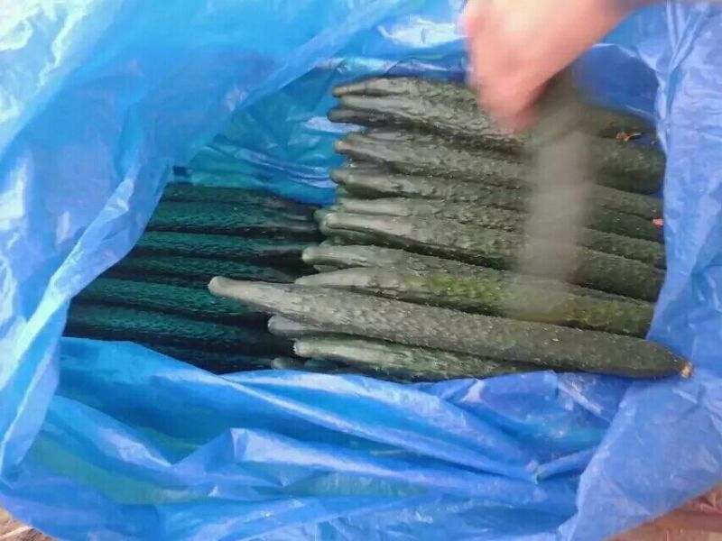 黄瓜25公分以上鲜花带刺大量上市欢迎新老客户