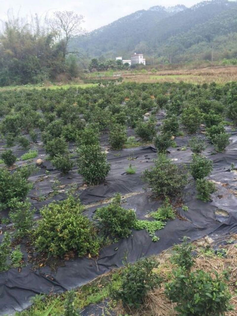 本山茶一级