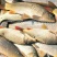 红鲤食用0.5~1公斤
