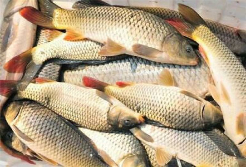 红鲤食用0.5~1公斤