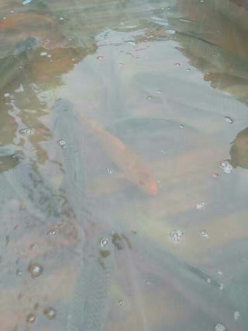池鲤鱼食用1~2公斤