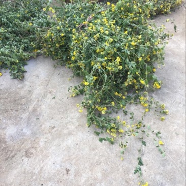 野菊花