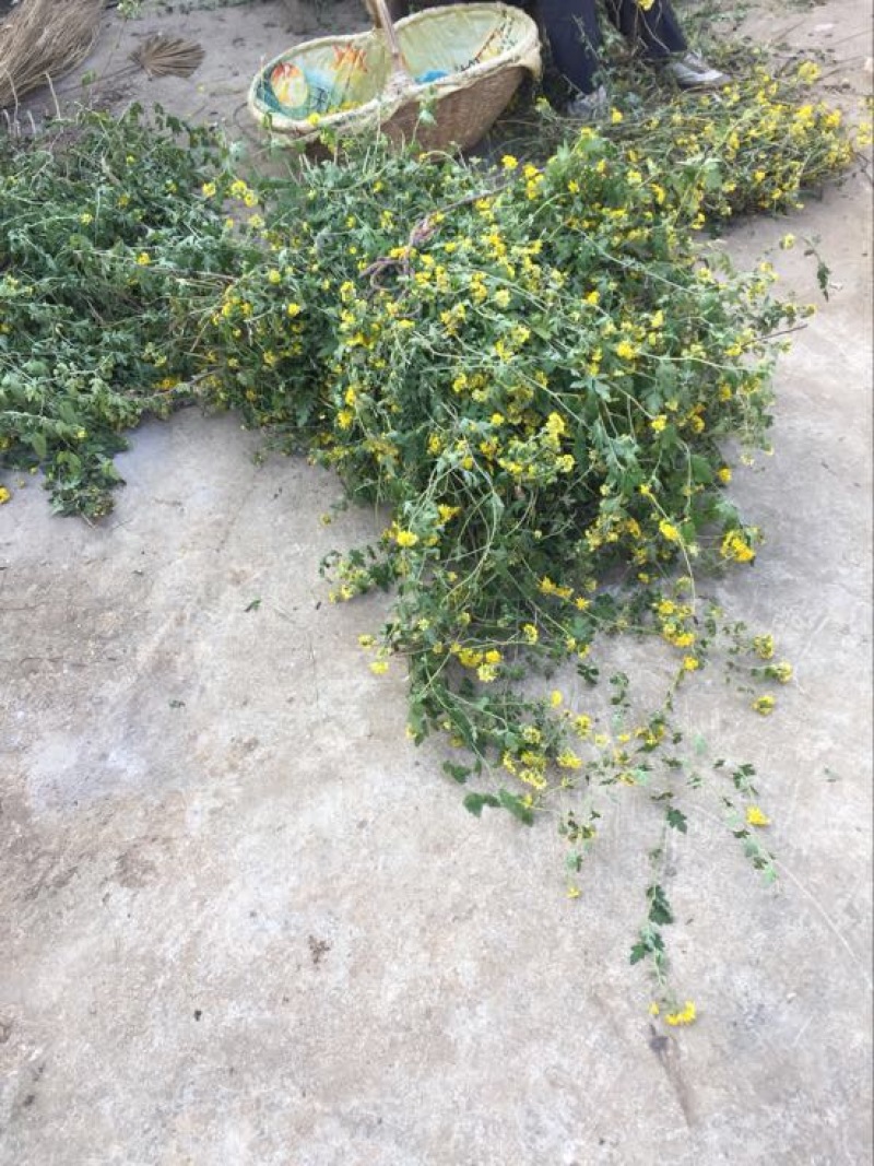 野菊花