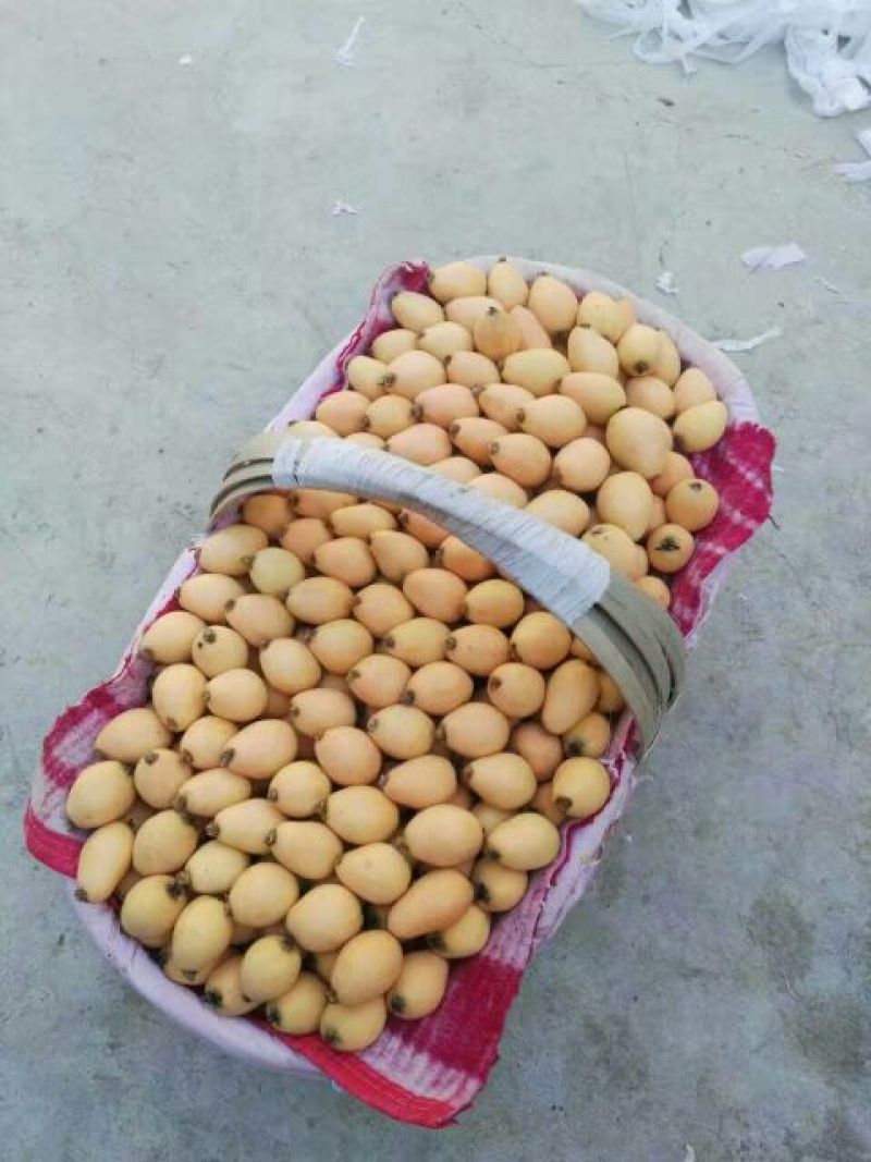 早中枇杷承接线上线下市场批发商超配送一件代发等等