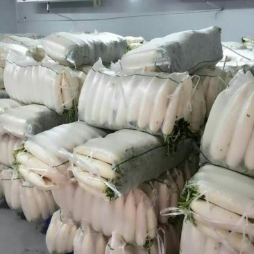 白萝卜1.5~2斤起