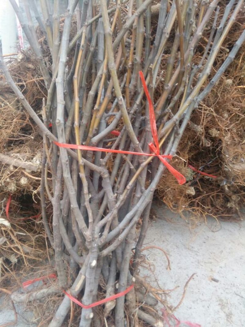 无花果苗80cm以上，1-3年无花果树苗。