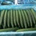 密刺黄瓜22~25公分干花带刺