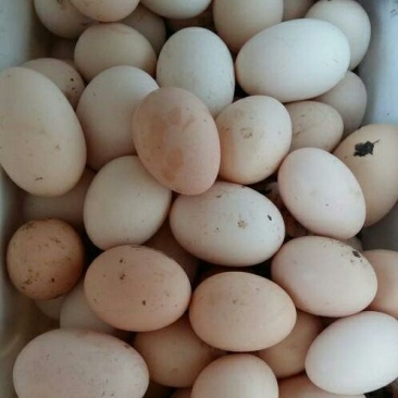 土鸡蛋食用50~60g