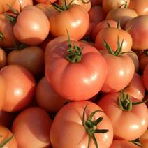 【精选】山东粉红西红柿全国供应质优价廉产地直发货源充足