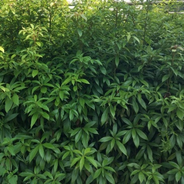 金丝楠木小苗，小叶桢楠价格，8-15cm移栽金丝楠木树价