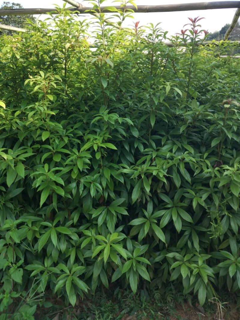 金丝楠木小苗，小叶桢楠价格，8-15cm移栽金丝楠木树价