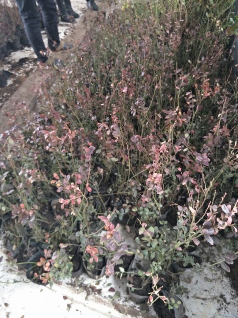 蓝莓苗0.5~1年10~20cm