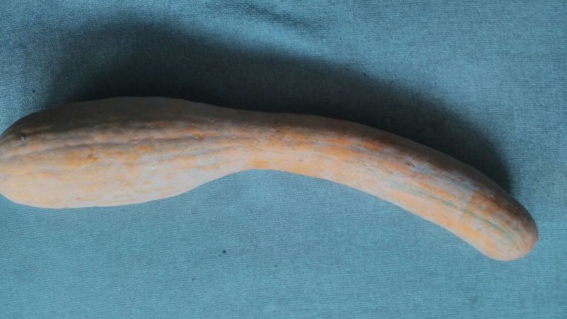 牛腿南瓜3~4斤以上长条形
