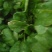 大叶菠菜20~25厘米