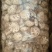 干香菇3cm以上