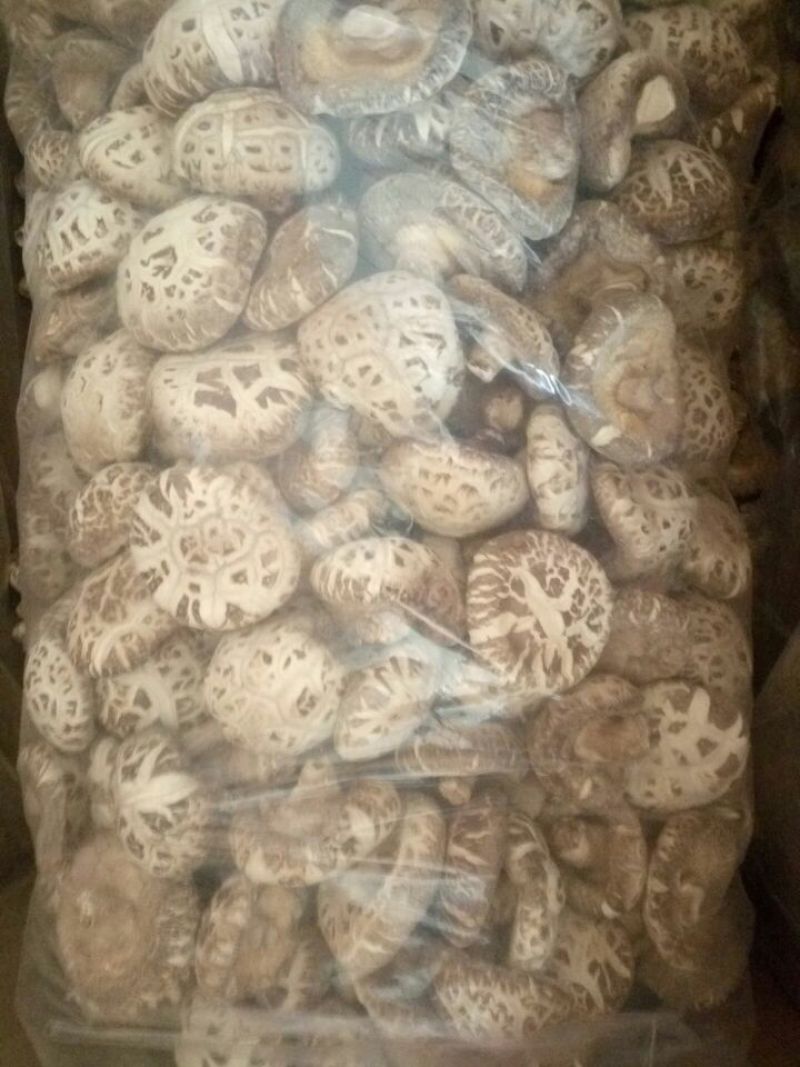 干香菇3cm以上