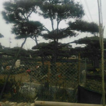 造型松14公分冠幅3米高度3米旺运苗木中心有300棵精